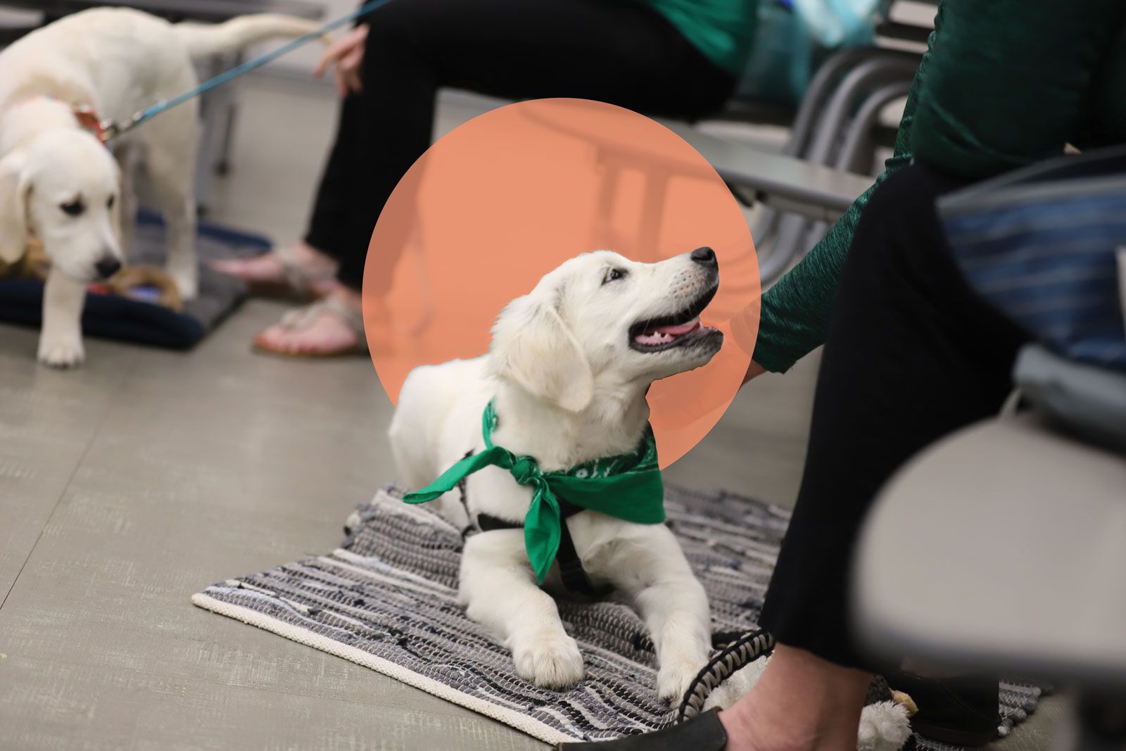 Two of the Ten English Cream Golden Retrievers during Puppy 101 training.