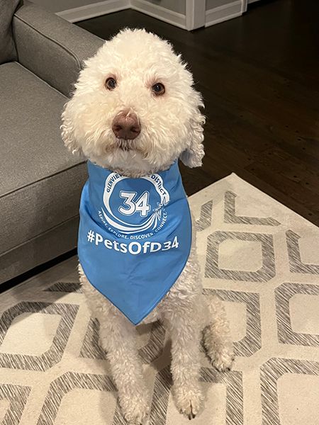 Photograph of large, white dog wearing Glenview District 34 bandana